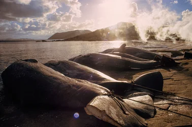 Butchered whales line the beach following a hunt. Frenchman Bay near Albany, Western Australia