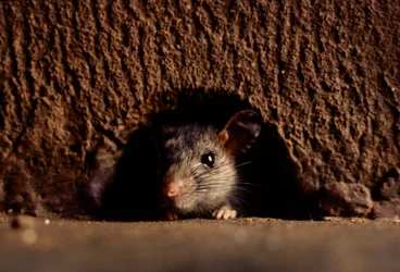 Close-ups of Common Brown Rats, Rattus Norvegicus