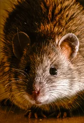 Close-ups of Common Brown Rats, Rattus Norvegicus