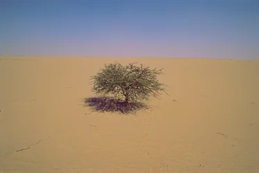 Isolated tree in a desert in Niger, Africa