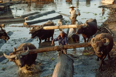 Water Buffalos Pull Hardwood Logs Out of the River and Onto Flatbeds, Irrawaddy River