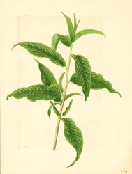 Branch with Green Leaves from Elberta Peach Tree (Prunus persica: Elberta)