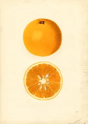 Homosassa Oranges (Citrus sinensis)