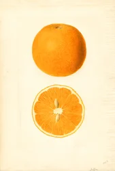 Jaffa Oranges (Citrus sinensis)