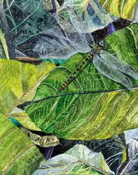 Water Snake and Dragon-fly