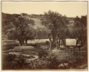 The Garden of Gethsemane