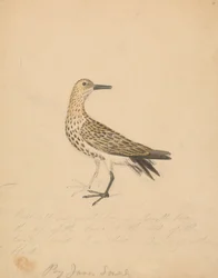 A Bird