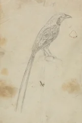 A Bird