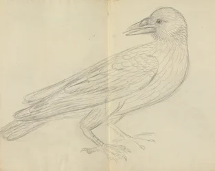 A Crow