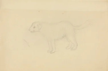 A Dog
