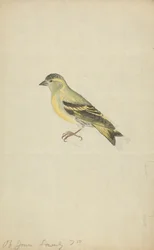 A Finch (Siskin?)