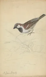 A House Sparrow