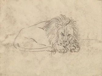 A Lion