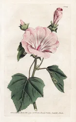 Annual Purple or Quarterly Lavater