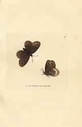 Arran Brown, Erebia ligea