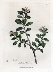 Bear Grape or Bearberry, Arctostaphylos uva-ursi