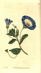 Beautiful day or tricolor bindweed - Small bindweed, Convolvulus tricolor