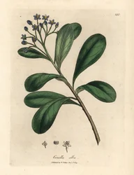 Blue-flowered, laurel-leaved canella, Canella alba