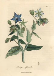 Blue flowered borage, Borago officinalis
