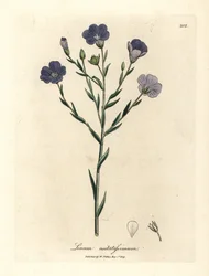 Blue Flowered Flax, Linum Usitatissimum