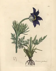 Blue flowered meadow anemone or pasque flower, Anemone pratensis