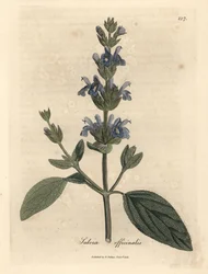 Blue flowered sage, Salvia officinalis