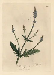 Blue Flowered Vervain, Verbena officinalis