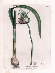 Botanical Board: Cultivating Garlic, Allium sativum