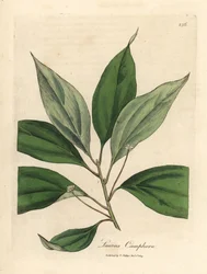 Camphor Tree, Laurus camphora