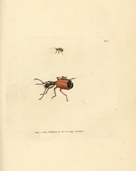 Carabus rotundicollis beetle