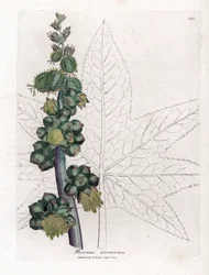 Castor - Castor Oil Plant, Ricinus Communis