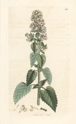 Catnip, Nepeta cataria (Handcoloured copperplate engraving)