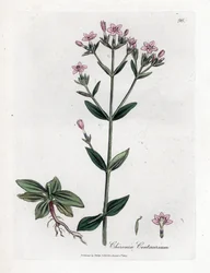 Centauree Chironia - Centaury, Chironia centaurium