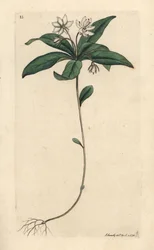 Chickweed Winter-green