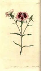 China carnation or China pink, Dianthus chinensis