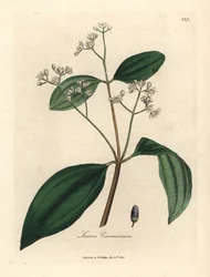 Cinnamon tree, Laurus cinnamomum