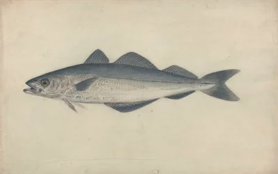 Coal Fish