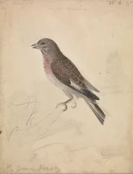 Common Linnet