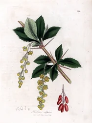 Common Barberry - Common Barberry, Berberis Vulgaris. Handcoloured Copperplate Engraving from a Botanical Illustration by James Sowerby from William Woodville and Sir William Jackson Hooker
