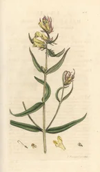 Common Cowwheat, Melampyrum pratense (Handcoloured copperplate engraving)