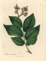 Common Elm Tree, Ulmus campestris