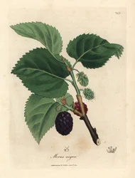 Common mulberry tree, Morus nigra