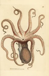Common octopus, Octopus vulgaris