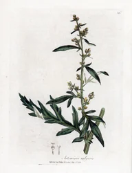 Common or vulgar sagebrush - Mugwort, Artemisia vulgaris
