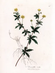 Common Tormentil, Potentilla erecta. Handcoloured Copperplate Engraving from a Botanical Illustration by James Sowerby from William Woodville and Sir William Jackson Hooker