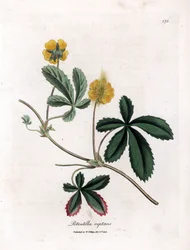 Creeping Cinquefoil or Common Cinquefoil, Potentilla reptans (Handcoloured copperplate engraving)