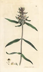 Crested Cowwheat, Melampyrum cristatum