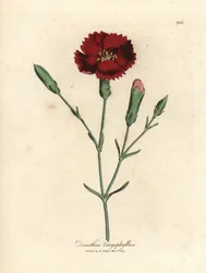 Crimson carnation, clove pink, Dianthus caryophyllus