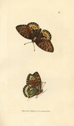 Dark green fritillary, Argynnis aglaia