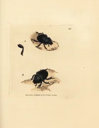 Dor beetle or earth-boring dung beetle, Geotrupes puncticollis (Scarabaeus spiniger)